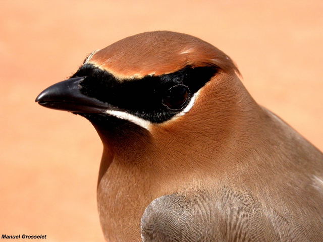Photo (10): Cedar Waxwing