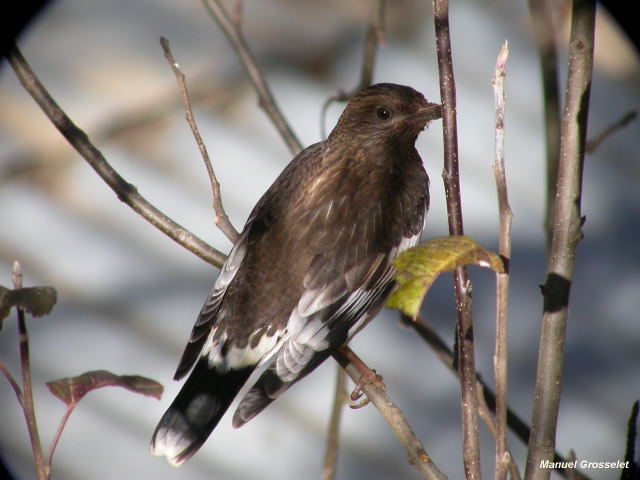 Photo (1): Aztec Thrush