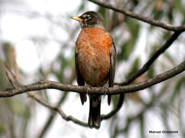 Photo (12): American Robin