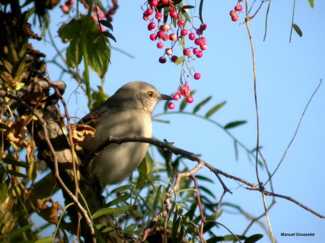 Photo (12): Northern Mockingbird
