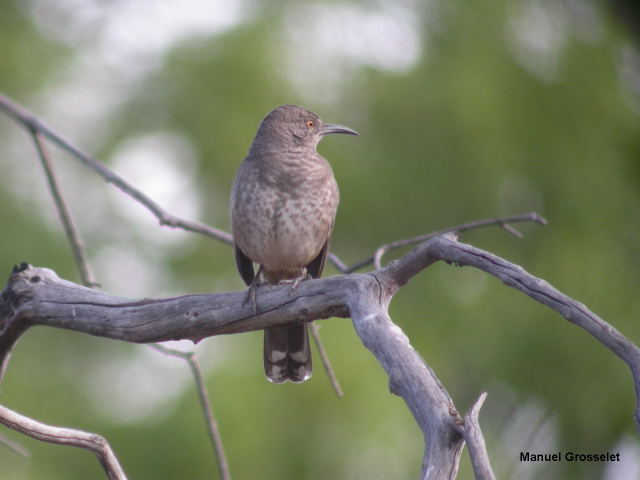 Photo (12): Curve-billed Thrasher