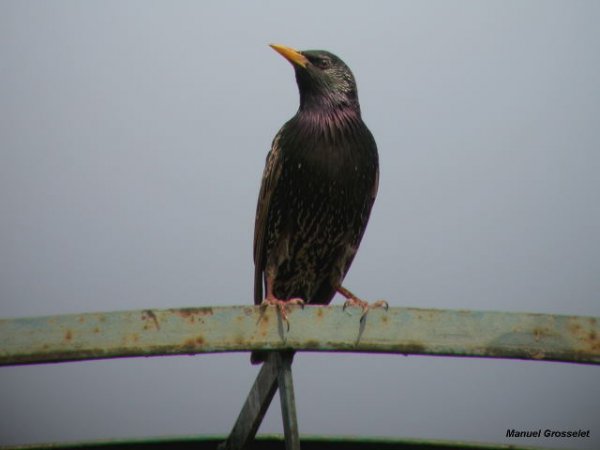 Photo (2): European Starling