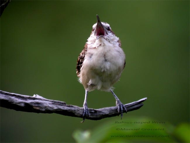 Photo (8): Rufous-naped Wren