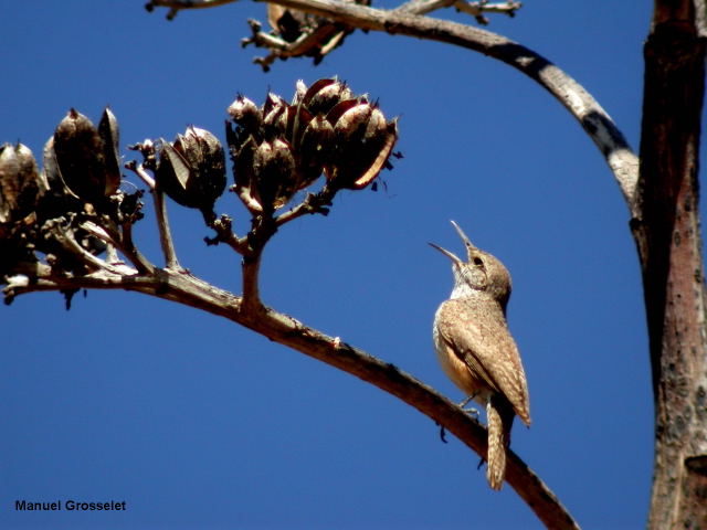 Photo (10): Rock Wren