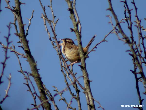 Photo (7): Sedge Wren