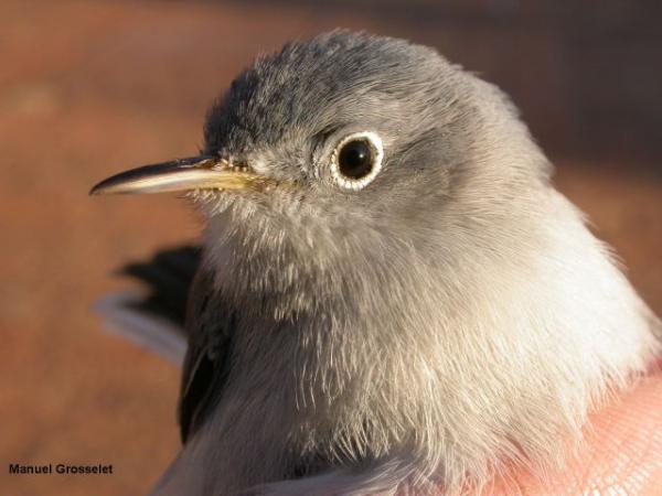 Photo (9): Blue-gray Gnatcatcher