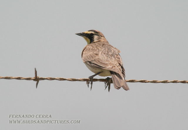 Photo (16): Horned Lark