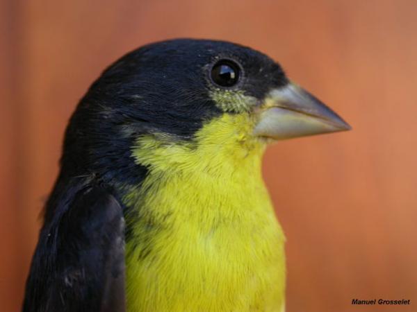 Photo (12): Lesser Goldfinch