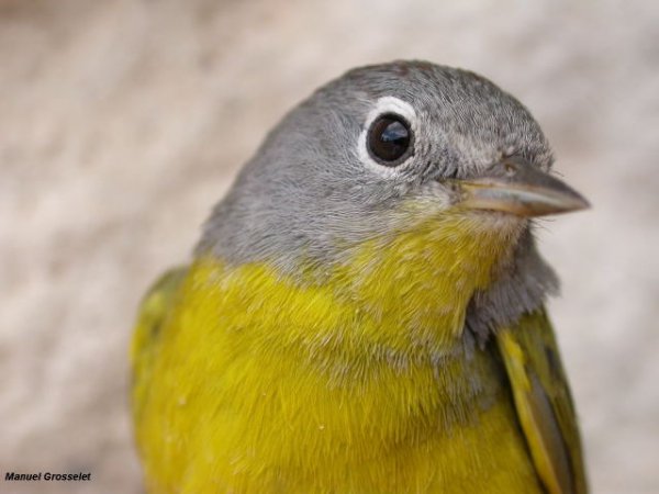 Photo (4): Nashville Warbler