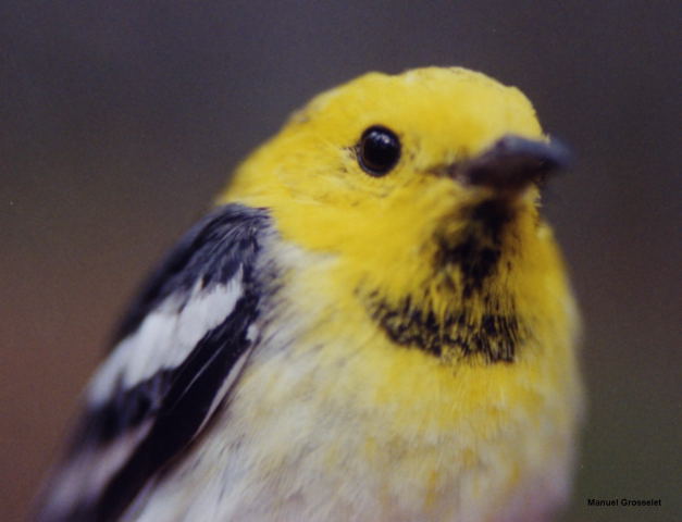 Photo (11): Hermit Warbler