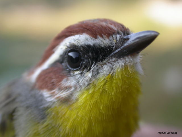 Photo (8): Rufous-capped Warbler