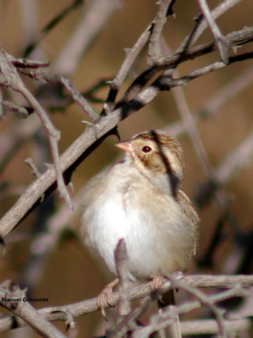 Photo (9): Clay-colored Sparrow