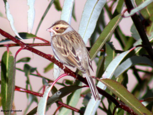 Photo (10): Clay-colored Sparrow