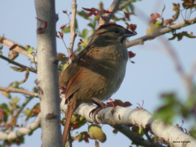 Photo (3): Rusty Sparrow