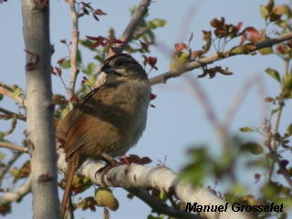 Photo (4): Rusty Sparrow