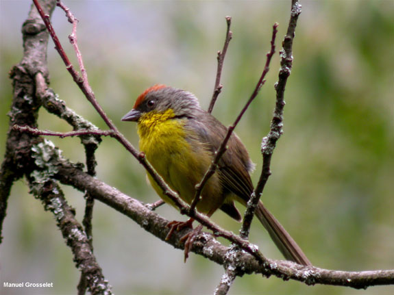 Photo (2): Rufous-capped Brush-Finch
