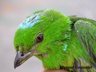 Photo (2): Blue-crowned Chlorophonia