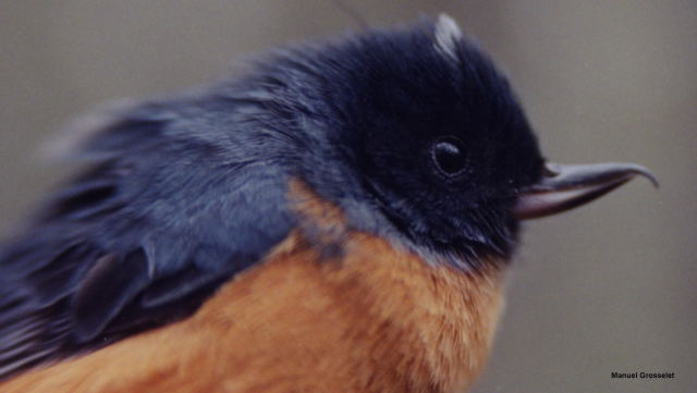 Photo (3): Cinnamon-bellied Flowerpiercer