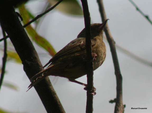 Photo (2): Cinnamon-bellied Flowerpiercer
