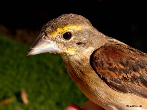 Photo (2): Dickcissel