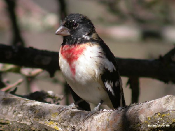 Photo (17): Rose-breasted Grosbeak