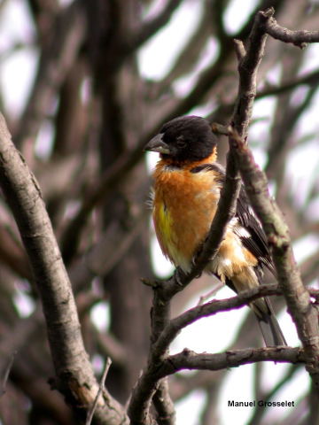 Photo (23): Black-headed Grosbeak