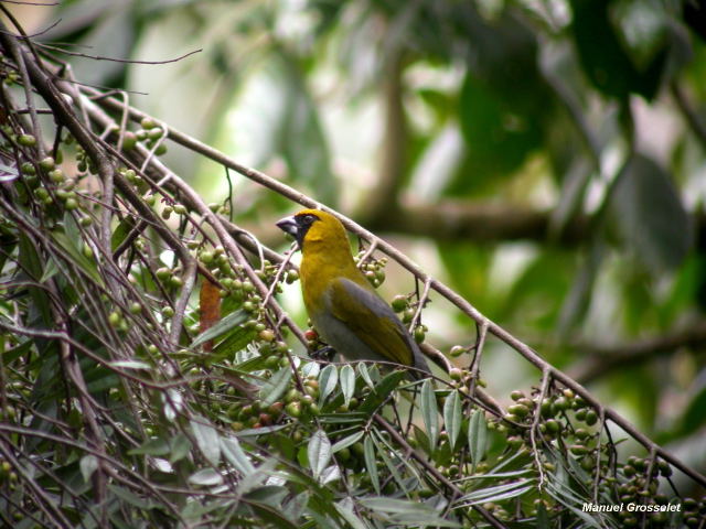 Photo (2): Black-faced Grosbeak