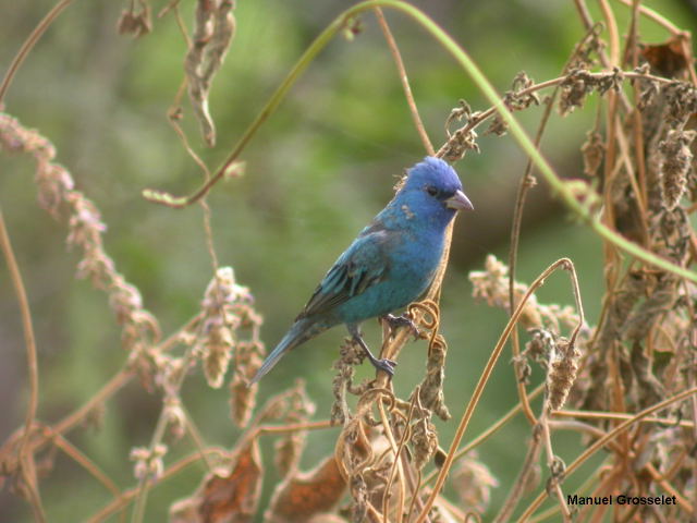 Photo (11): Indigo Bunting