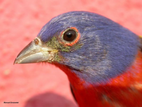 Photo (10): Painted Bunting