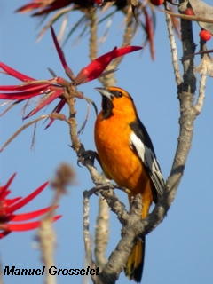 Photo (17): Bullock's Oriole