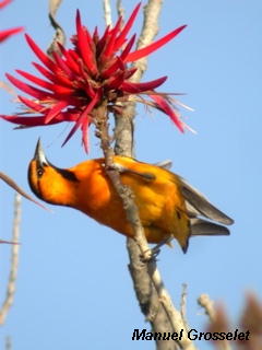 Photo (19): Bullock's Oriole