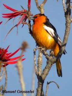 Photo (15): Bullock's Oriole