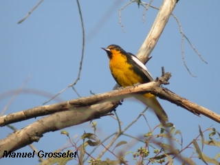 Photo (2): Black-backed Oriole