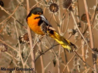 Photo (1): Black-backed Oriole