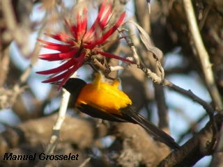 Photo (4): Black-vented Oriole