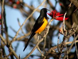 Photo (2): Black-vented Oriole