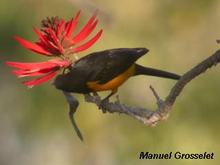 Photo (5): Black-vented Oriole