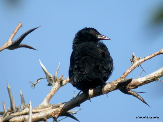 Photo (1): Melodious Blackbird
