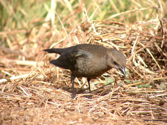 Photo (8): Brewer's Blackbird