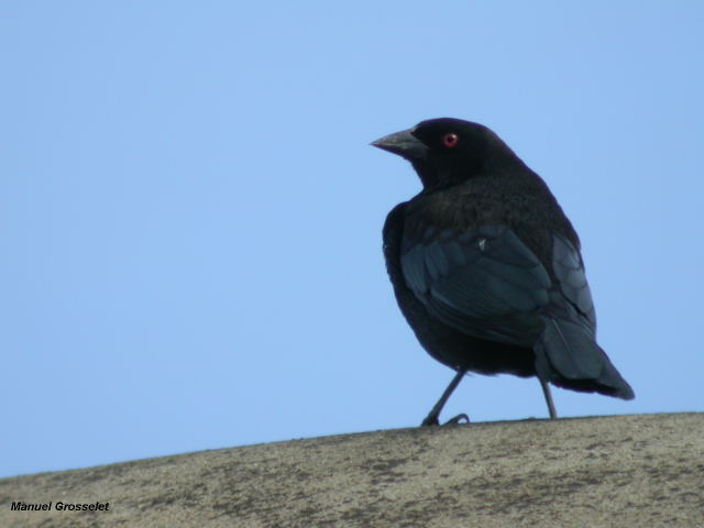 Photo (5): Bronzed Cowbird