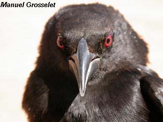 Photo (6): Bronzed Cowbird