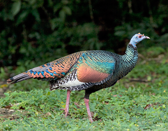 Photo (1): Ocellated Turkey