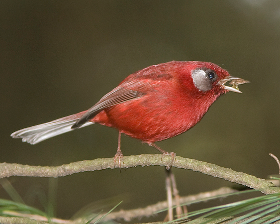 Photo (1): Red Warbler