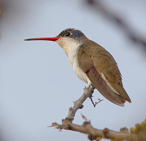 Photo (1): Violet-crowned Hummingbird