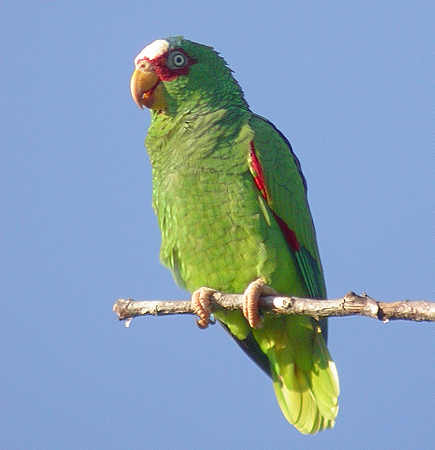Photo (1): White-fronted Parrot