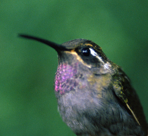 Photo (1): Amethyst-throated Hummingbird