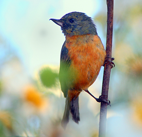 Photo (1): Cinnamon-bellied Flowerpiercer