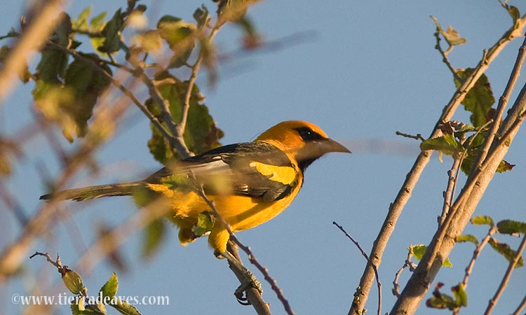 Photo (5): Spot-breasted Oriole