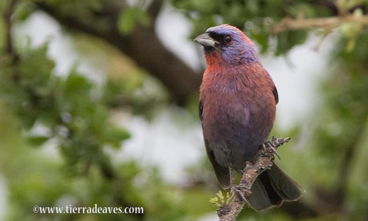 Photo (1): Varied Bunting