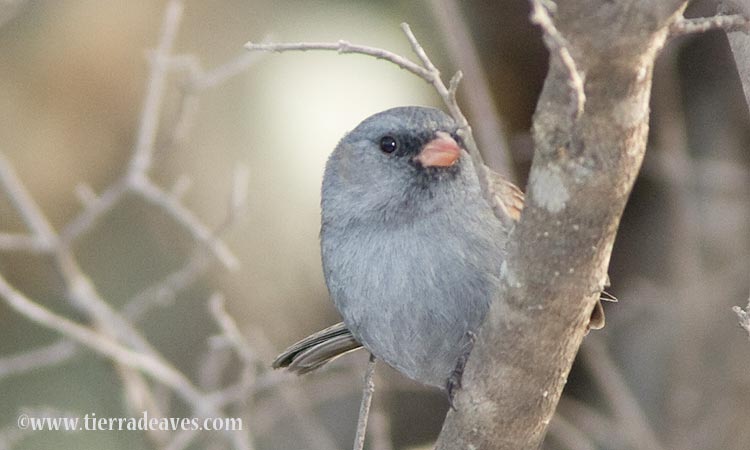 Photo (11): Black-chinned Sparrow